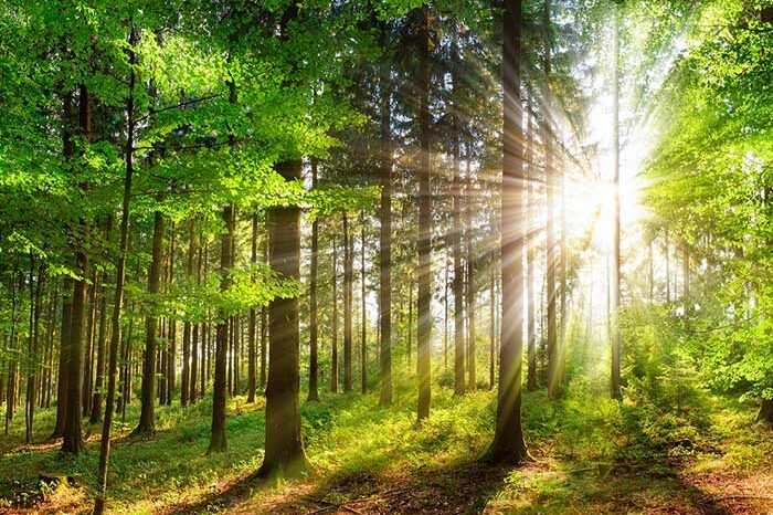 Environmental Values - ColorDynamics