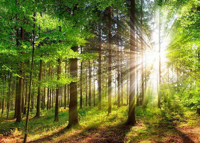 Environmental Values - ColorDynamics